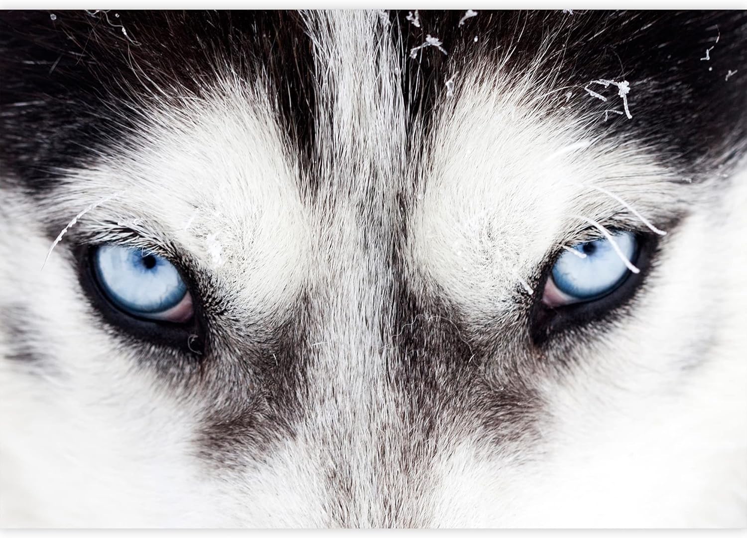 Wall26 Close Up On Blue Eyes Of A Husky Dog Removable Wall Mural Self Adhesive Large Wallpaper 100x144 Inches Amazon Com