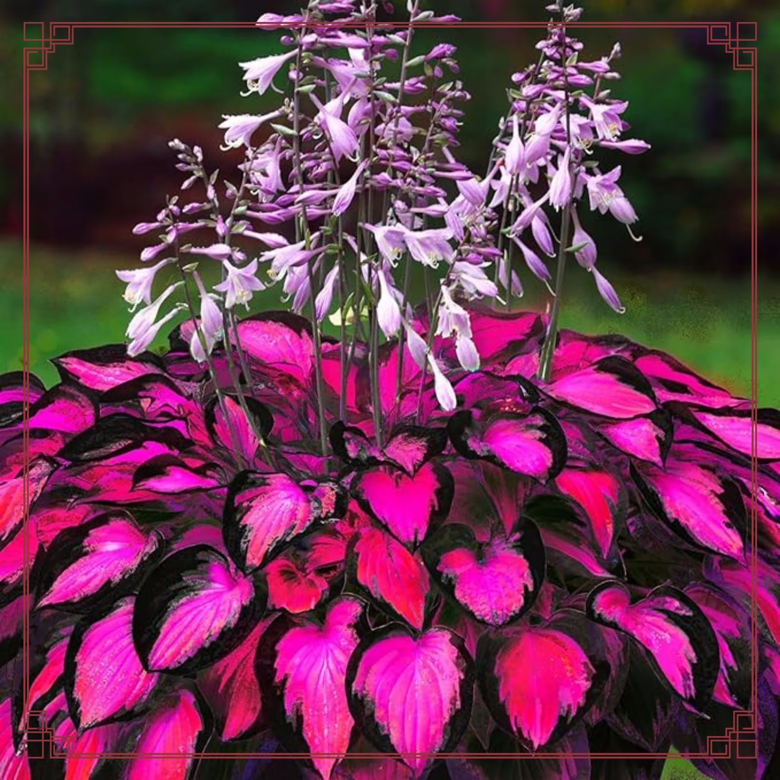 Hostas Plants UK Easy Planting hosta Bulbs Rapid Growth Garden Flowers Wedding Flowers-4Bulbs-d