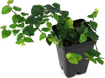 Joshs Frogs Ficus pumila Creeping Fig