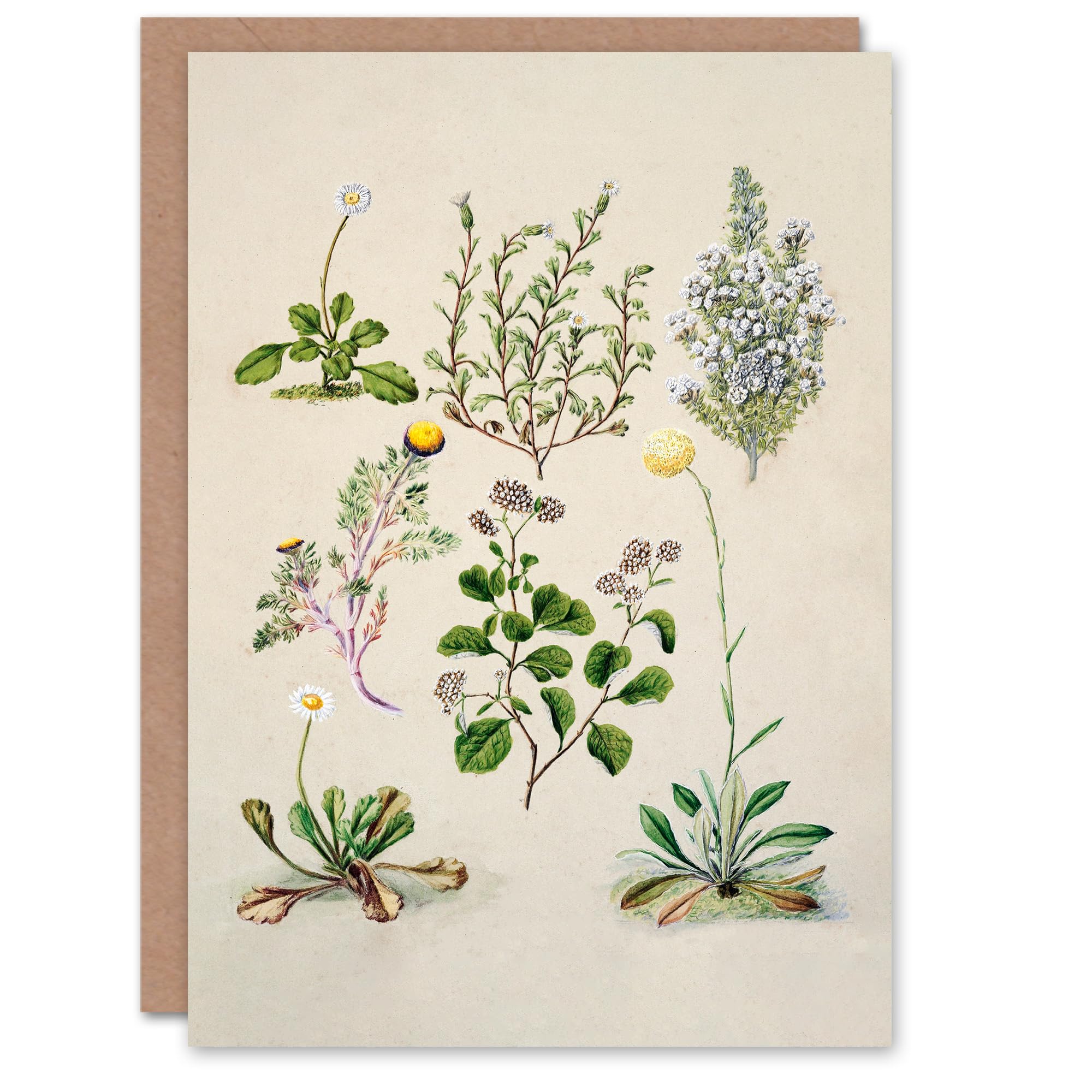 Artery8 Sarah Featon Art Card Native New Zealand Wildflowers Illustration