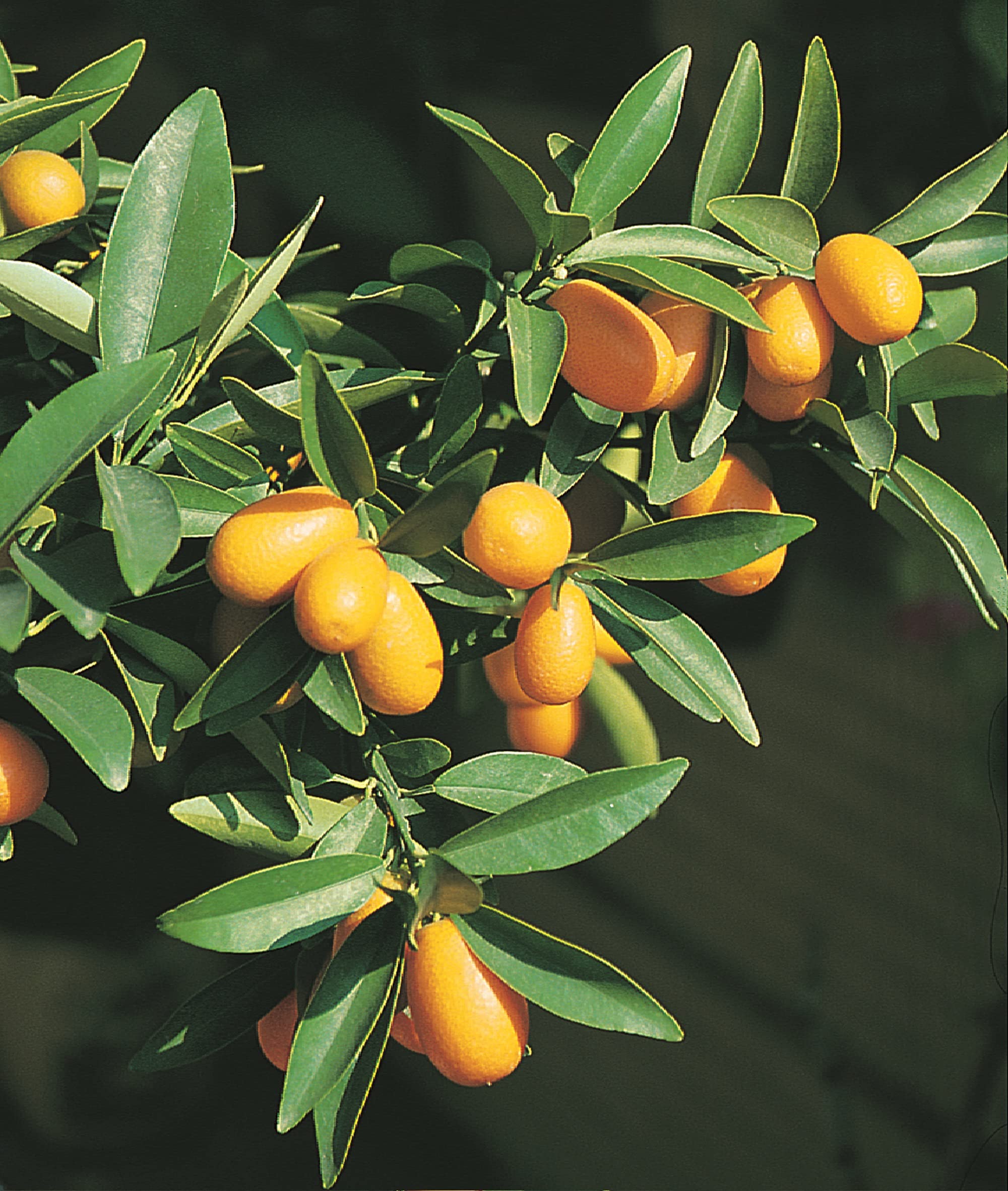 Kumquat Citrus Tree 'Citrus Fortunella' Chinese Orange, Fruit Plants, Self-Fertile, Reliable Supplied as 1x 2.5-Litre Potted Plant By Suttons