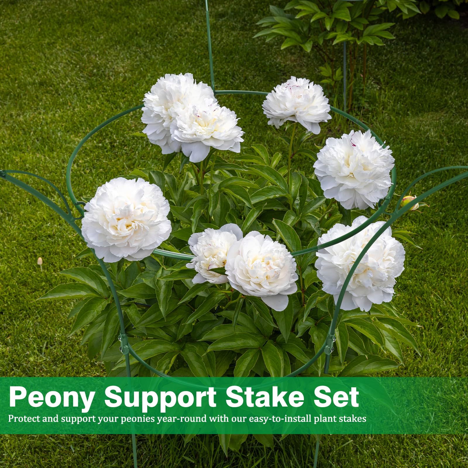 Peony Cages - Support Roses & Flowers -7 Peony Cages - Support Roses & Flowers -7