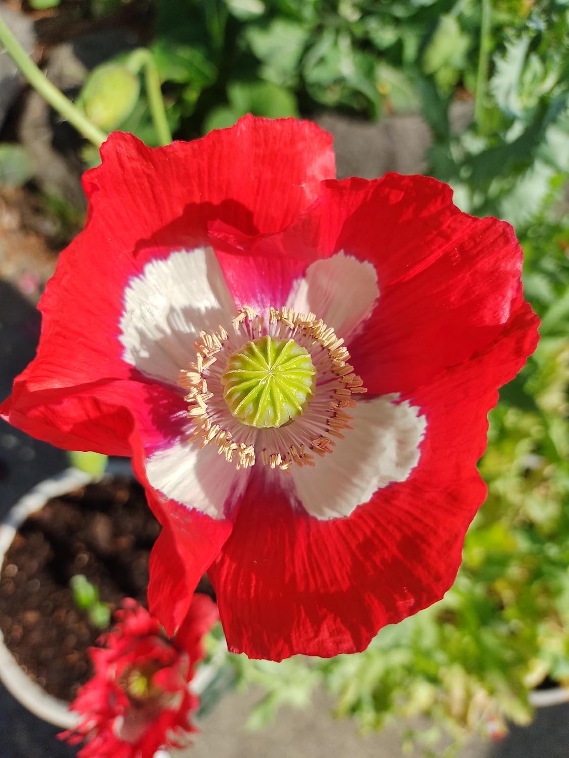 Generic World Poppy Seed Blend Papaver Somniferum Mix 25+ Strains Organic Non GMO 100,000 Seeds