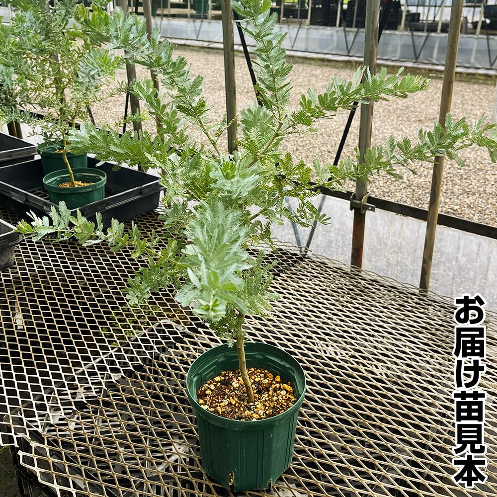 Amazon.co.jp: 花木苗 ミモザアカシア 銀葉アカシア 来年開花見込み株