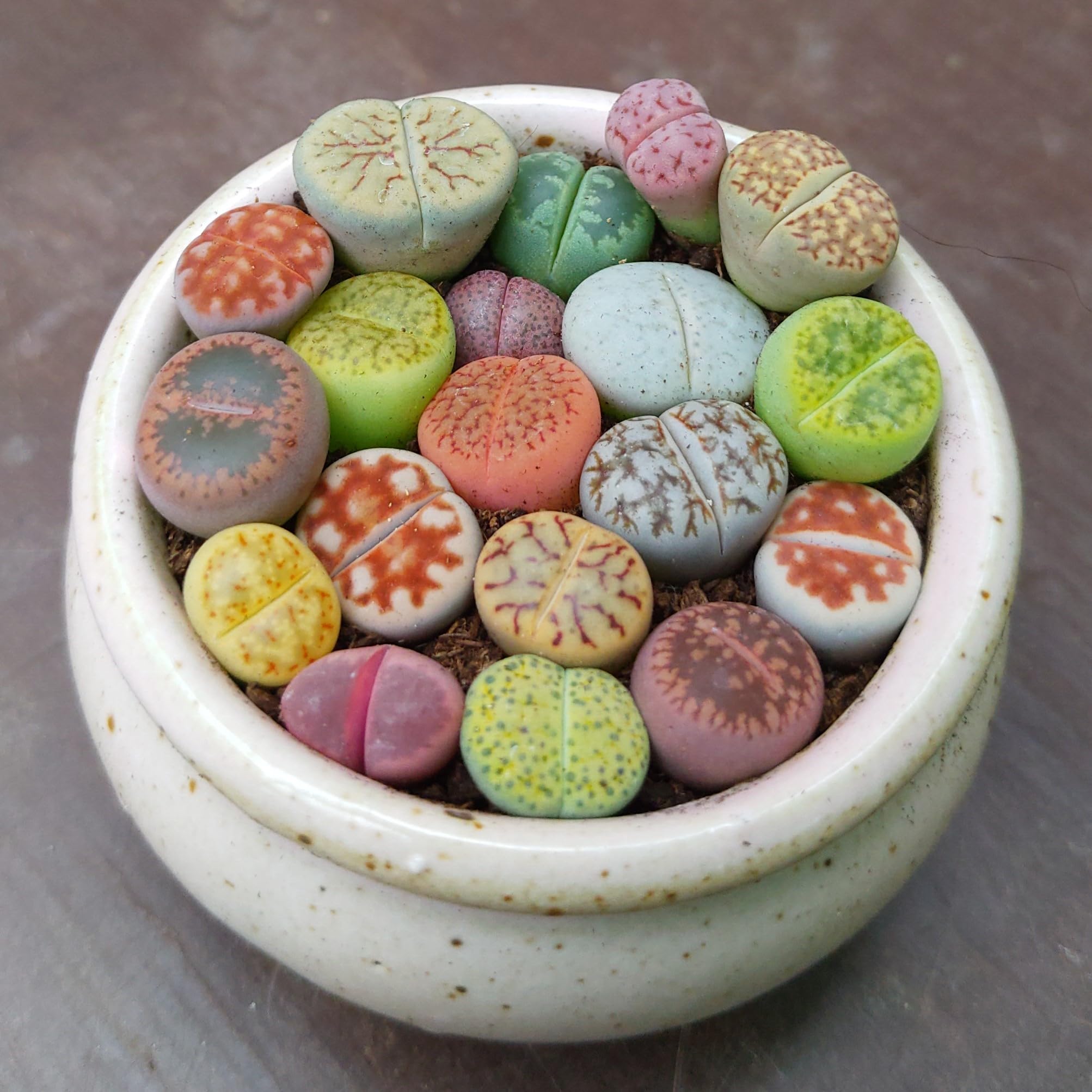 Sunnyplants - Mélange de Plantes Lithops - Lithops Rares, Succulentes, Pierres Vivantes, Plantes Colorées, Cadeaux de Plantes (20)