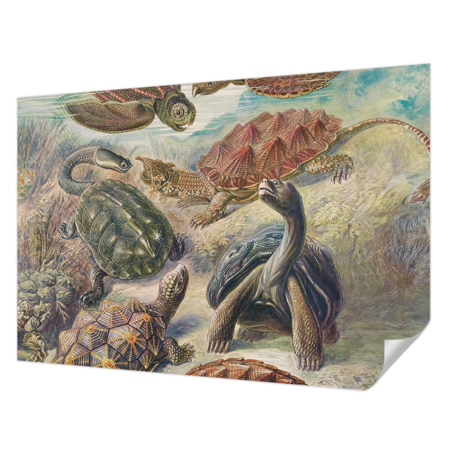 Papier Peint Photo Haute Qualité Tulup 152x104 cm Décoration Murale Faune des Tortues