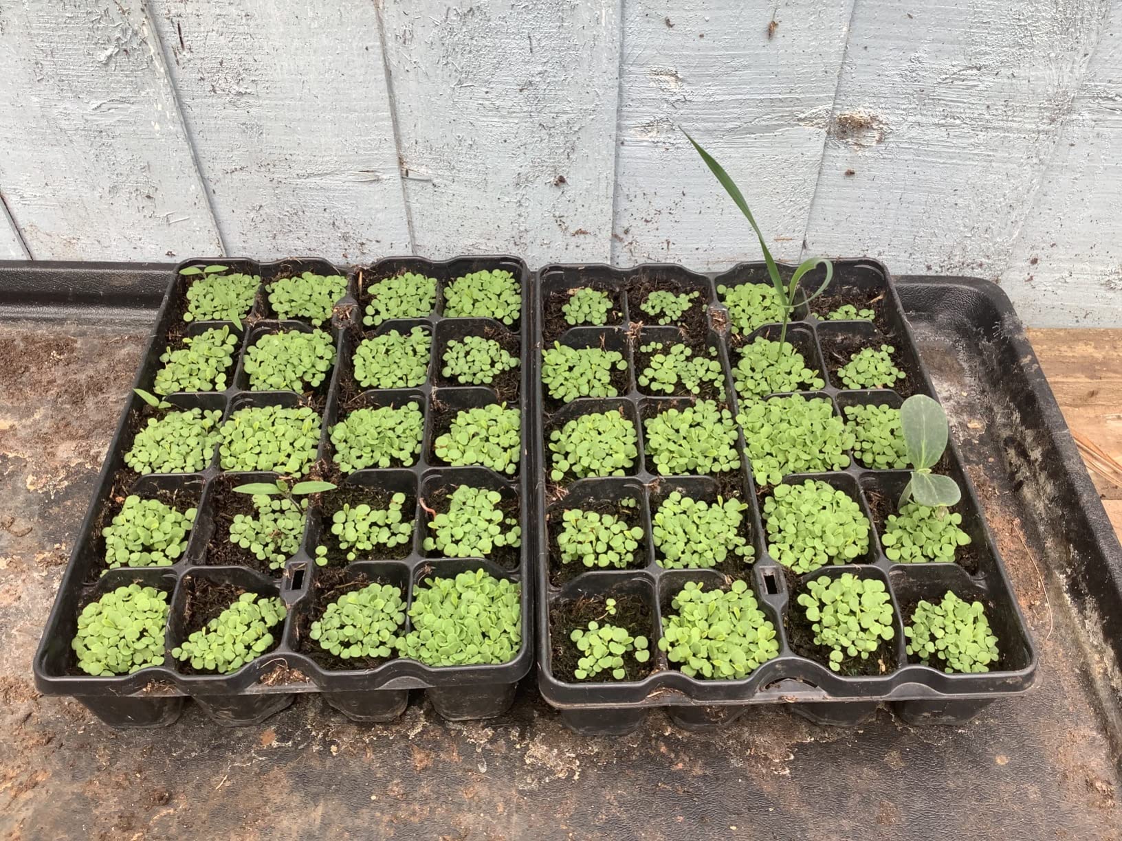 Forget Me Not Flower Meadow - Free Photo On Pixabay