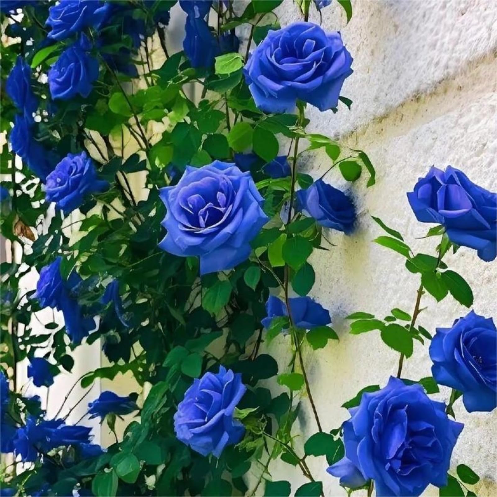 Rose for Planting, Flowering, Excellent Display Indoor Perennial Balcony Garden-1 Rhizome-L