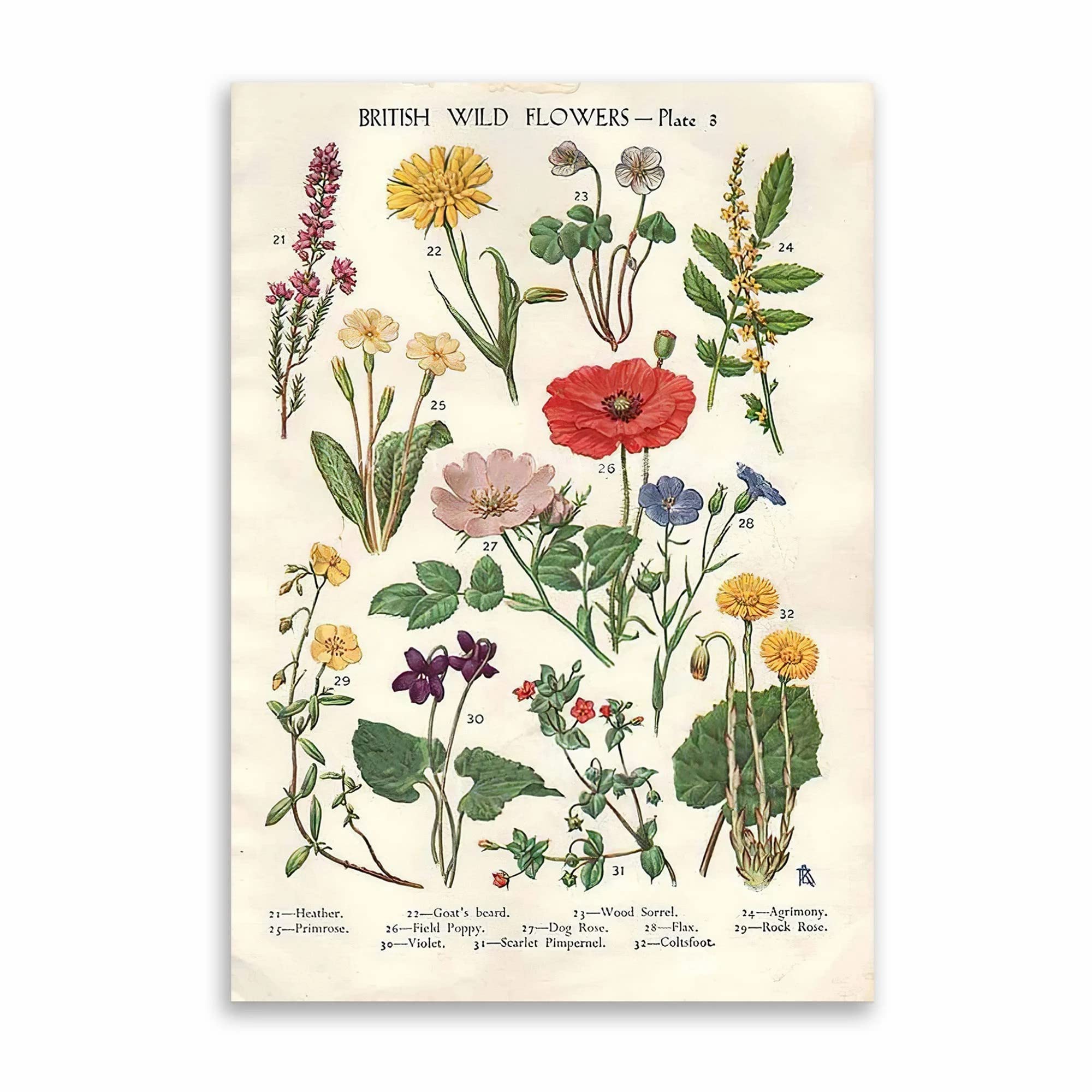Yivxa Tin-401 Vintage Metal Wall Art Wild Flowers Chart Poster Metal Tin Sign Vintage Decoration Garage Home Garden Cafes Kitchen Wall Antique Tin Signs 8X12 Inch