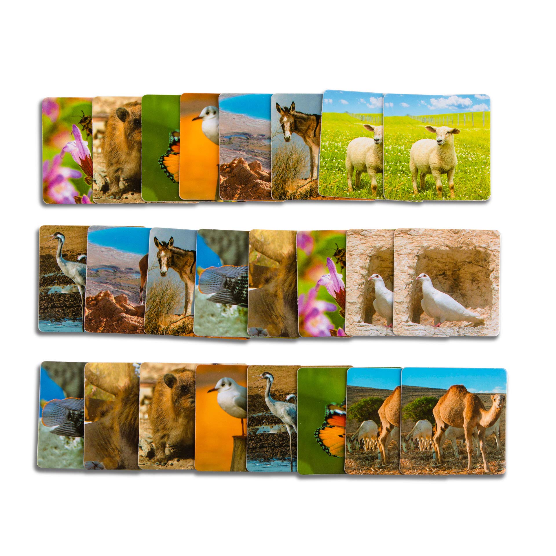 Biblical Animals Memory Card Game - Old Testament Educational Kids Activity with 24 Play Cards. Original Kids Learning Gift for Ages 3 and Up. - Image 2