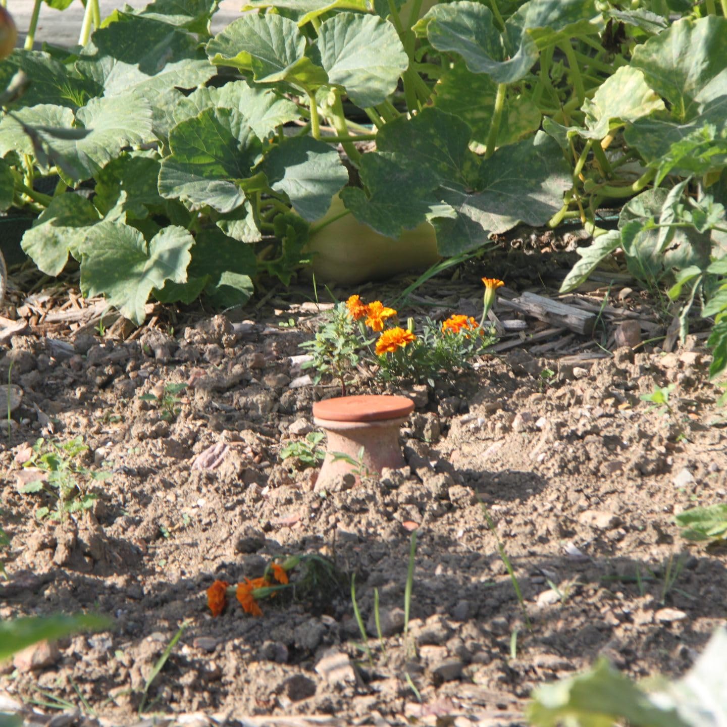 Duo d’Ollas Potager 4 L – Fabrication Française – Arrosage Autonome et Écologique pour Potager et Jardin