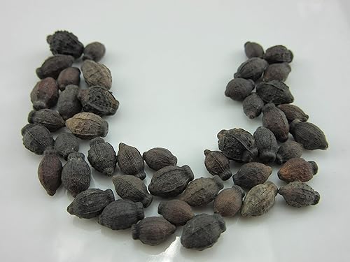 1095A-Four O'Clock 'Marbles Jalapa' Mix (Mirabilis Jalapa) Semillas de Robsrareandgiantseeds UPC0764425786856 Sin OMG, Folklore, USA-Grower,1095-A