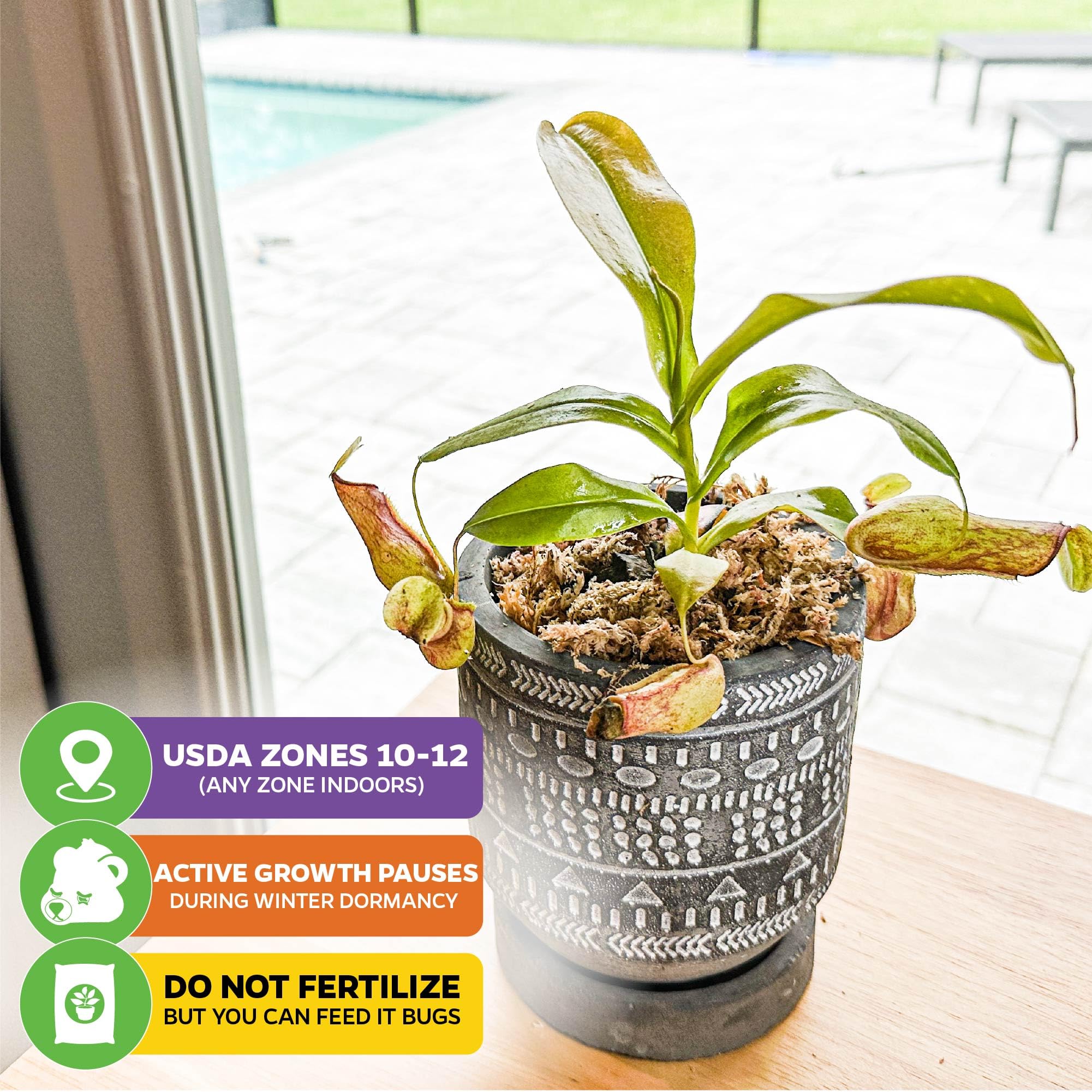 Amazon.com : St. Gaya Pitcher Plant - Carnivorous Nepenthes by Wellspring  Gardens - Unique Pitchers, Easy-Care, Indoor Plant, Striking Housplant -  Fascinating Carnivorous - Starter Plant Aquatic Plant : Patio, Lawn & Garden