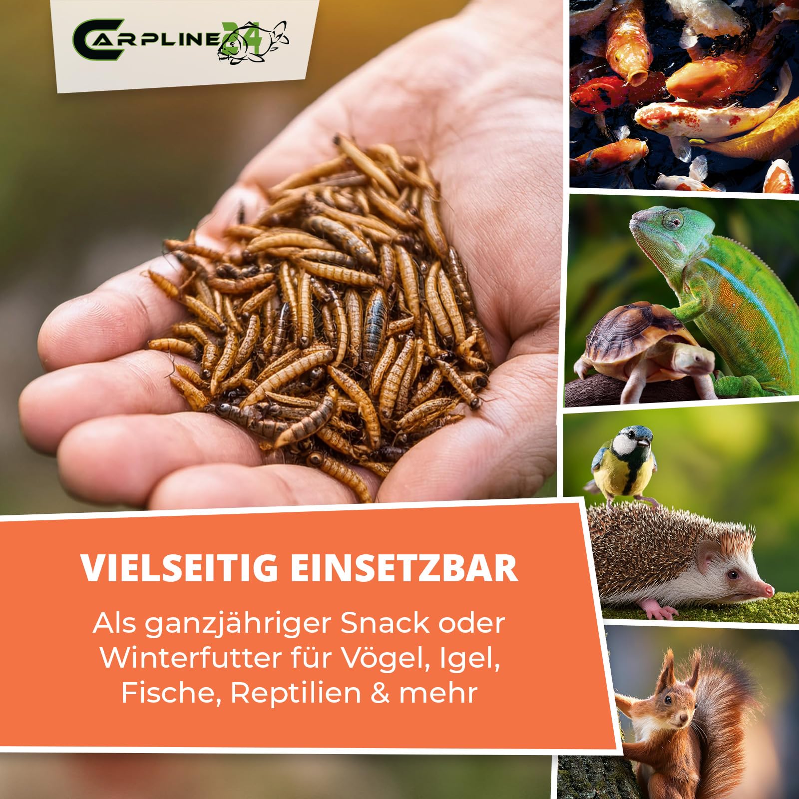 Getrocknete Mehlwürmer 1000 ml - Proteinreiche Insekten als Futter für Reptilien, Nager, Igel & Fische, Vogelfutter, Winterfutter
