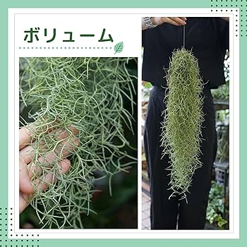 ▪️ウスネオイデス　室内管理　太葉　超特大サイズ▪️ 太葉でフワフワとした質感のエアープランツ チランジア