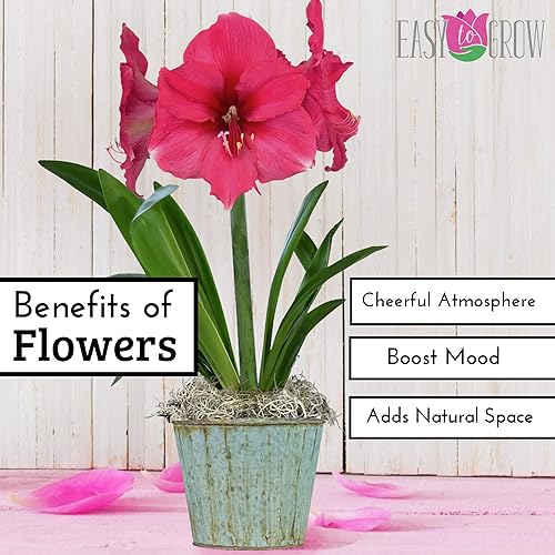 Miniatura 5 de Planta de única floración amarilis