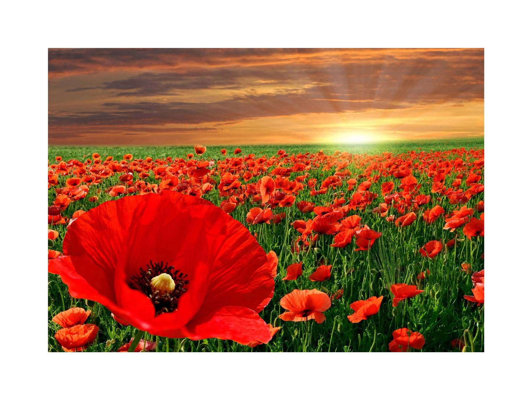 Wee Blue Coo Photo Landscape Poppy Field Sun Rise Red Flower Beautiful Wall Art Print