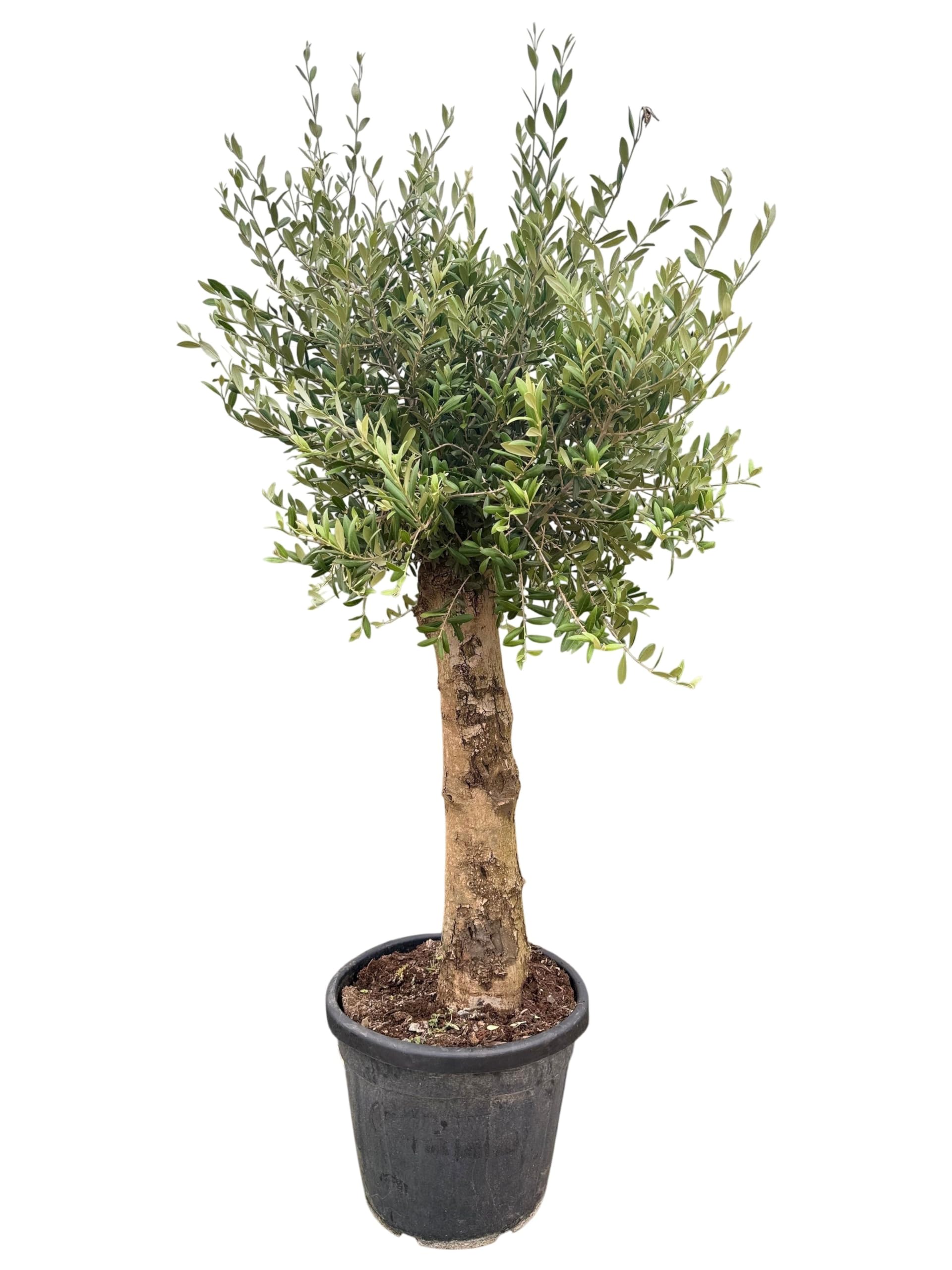 XXL Olivenbaum 25-30 Jahre – Olea Europaea Hochstamm, 160-200 cm, Stammumfang 20 cm – Mediterrane Schönheit, winterhart & immergrün – Ideal für Garten & Terrasse