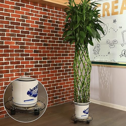 Miniatura 8 de Paquete de 3 cajas grandes de metal para plantas de 13 pulgadas con ruedas, soporte rodante de hierro forjado resistente con ruedas para macetas de