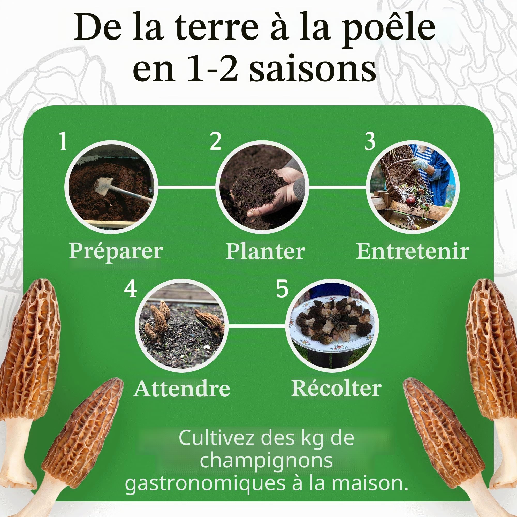 Kit de culture de champignons morilles d'arrière-cour