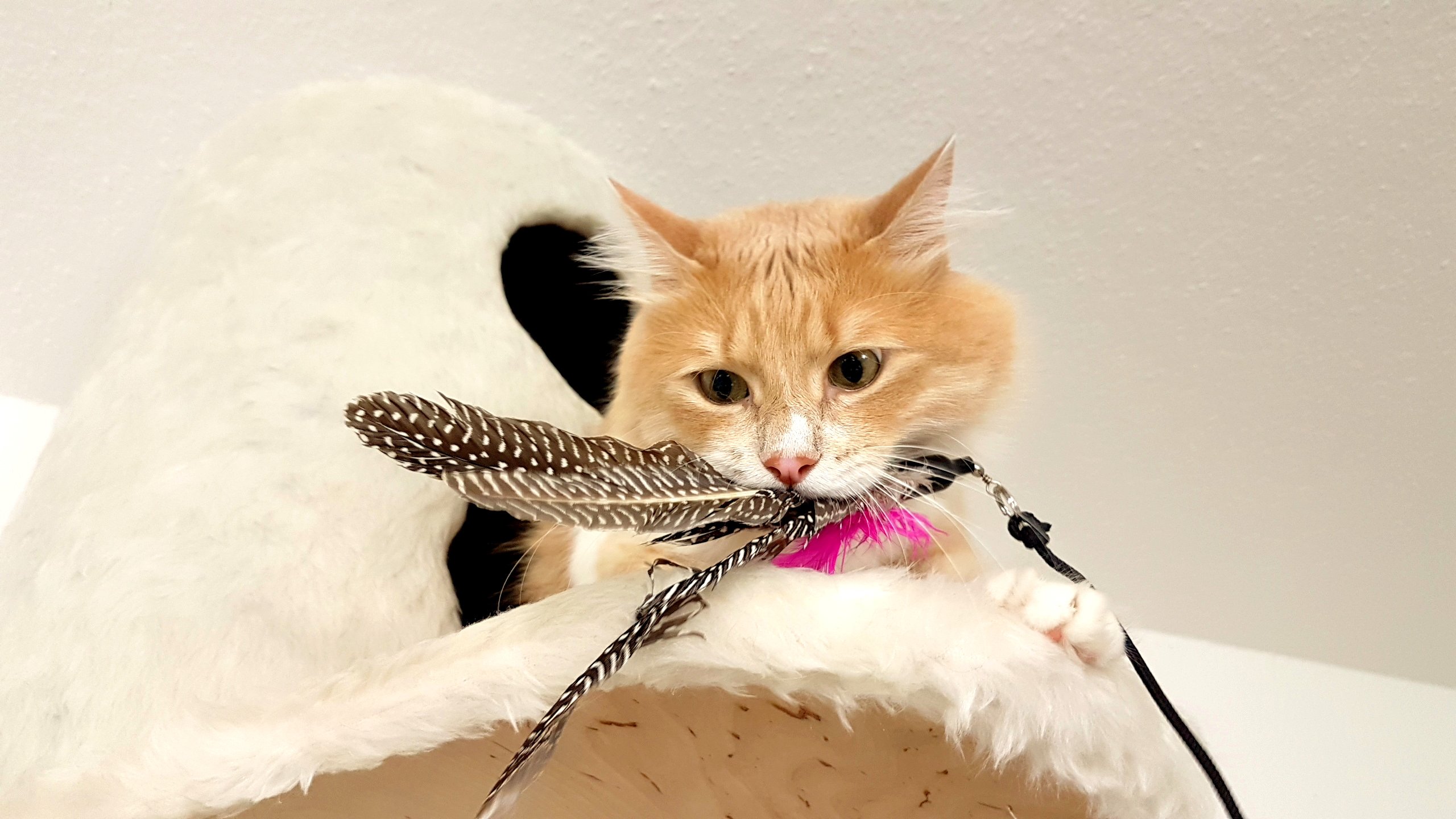 Stabile Katzenangel | Arnold | mit Karabinerhaken | Feder-Katzenspielzeug inkl. 2X Federn & 2X Bänder