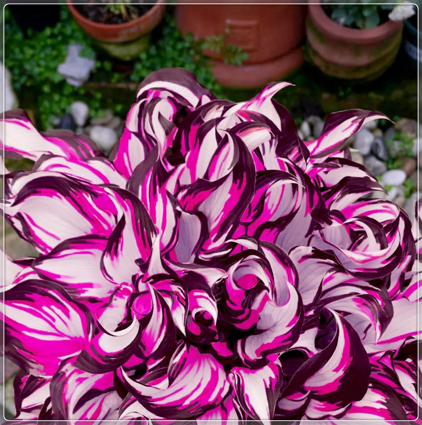 Excellent Display, Greening Flower,Hostas for Planting, Hosta Rhizome，Easy to Plant, Flowering Rhizome,Wedding Flowers, Bloom Year After Year-10 Bulbs-H