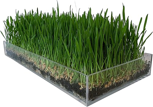 Miniatura 1 de Lindir Bandeja de cultivo Microgreens  Bandeja de germinación de semillas acrílicas  para cultivar brotes y microverdes  para cultivo en interiores