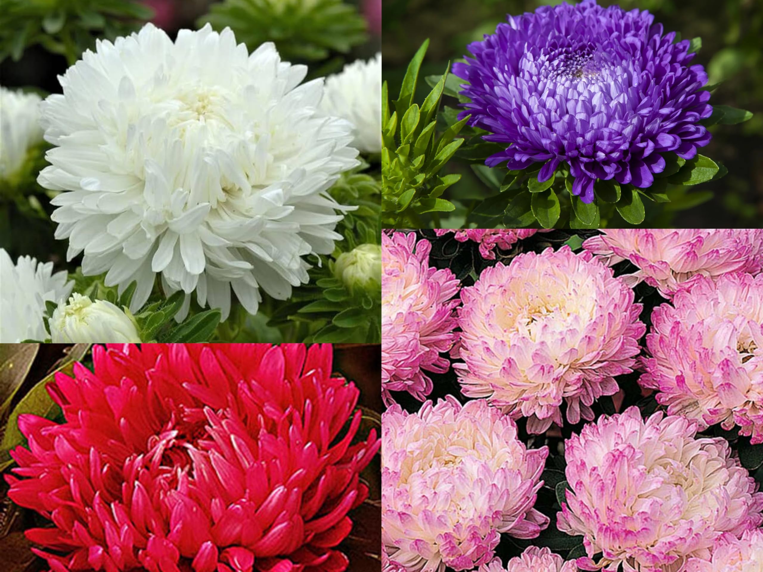 50+ SEEDS- All Seasons Aster Peony Mix Flower Seeds For Planting Home Garden.4 Colours (B0D6L1YS5Q) Amazon Price History, Amazon Price Tracker
