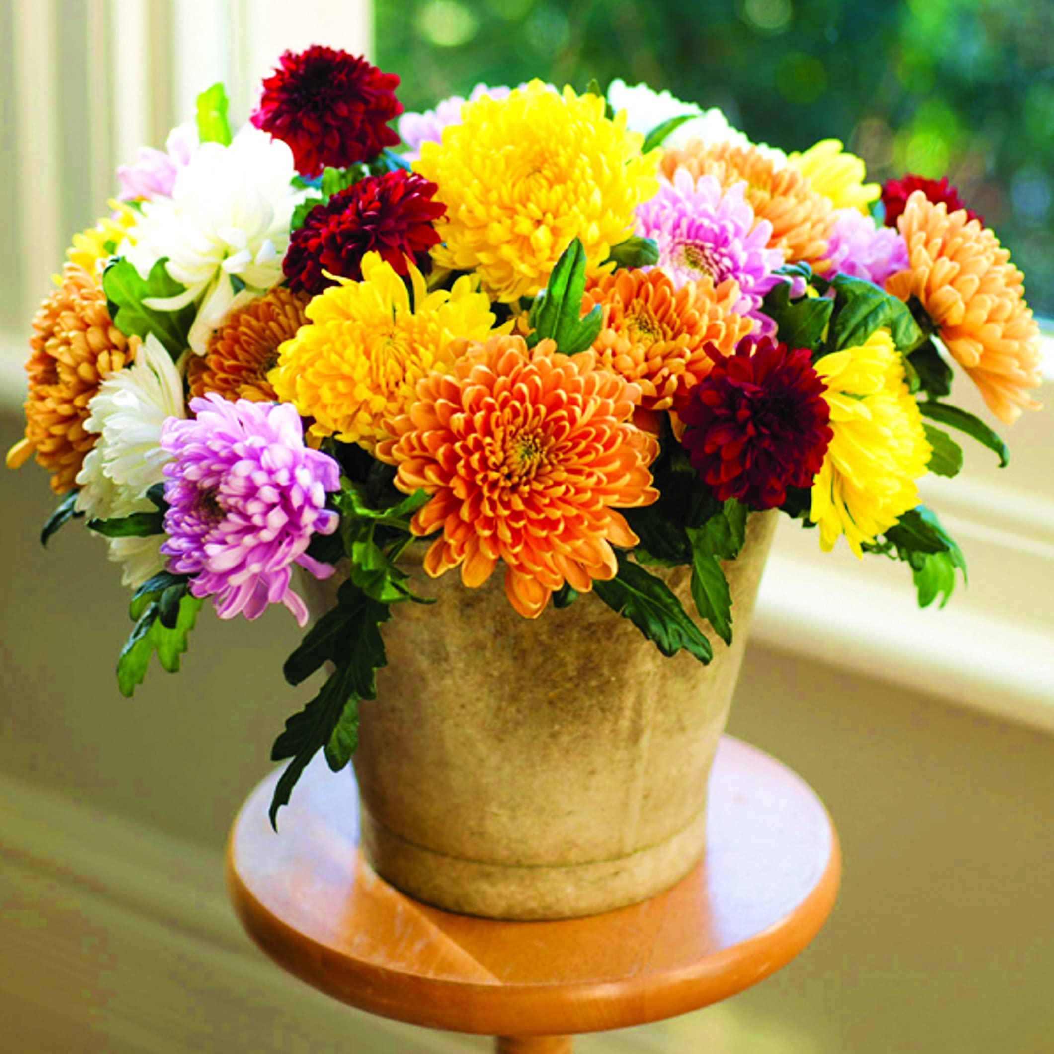Tim Tim Agro Chrysanthemum Garden Mums Collection - Hybrid Pack of 70 Seeds (B09GS3V614) Amazon Price History, Amazon Price Tracker