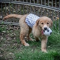 Vista 7 de CuteBone - Pañales para perros macho, pañales lavables para perros, DM06M