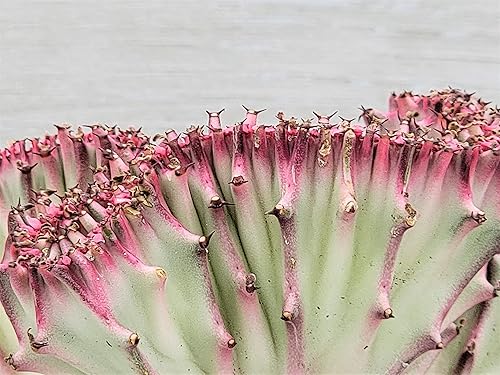 Miniatura 6 de Hot Pink Euphorbia Lactea Cristata en maceta de 4 pulgadas, cactus coral, muy difícil de encontrar cactus crestado por 3exoticgreen