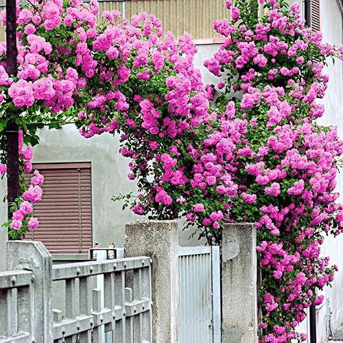 Pink Bloom - Arbustos de rosas trepadoras, planta viva, rosa rosa para plantar, tamaño inicial, 4 a 10 pulgadas de alto