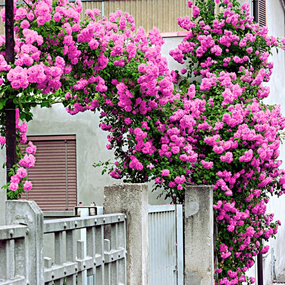 UIOTER Climbing Rose Live Plant Deep Pink