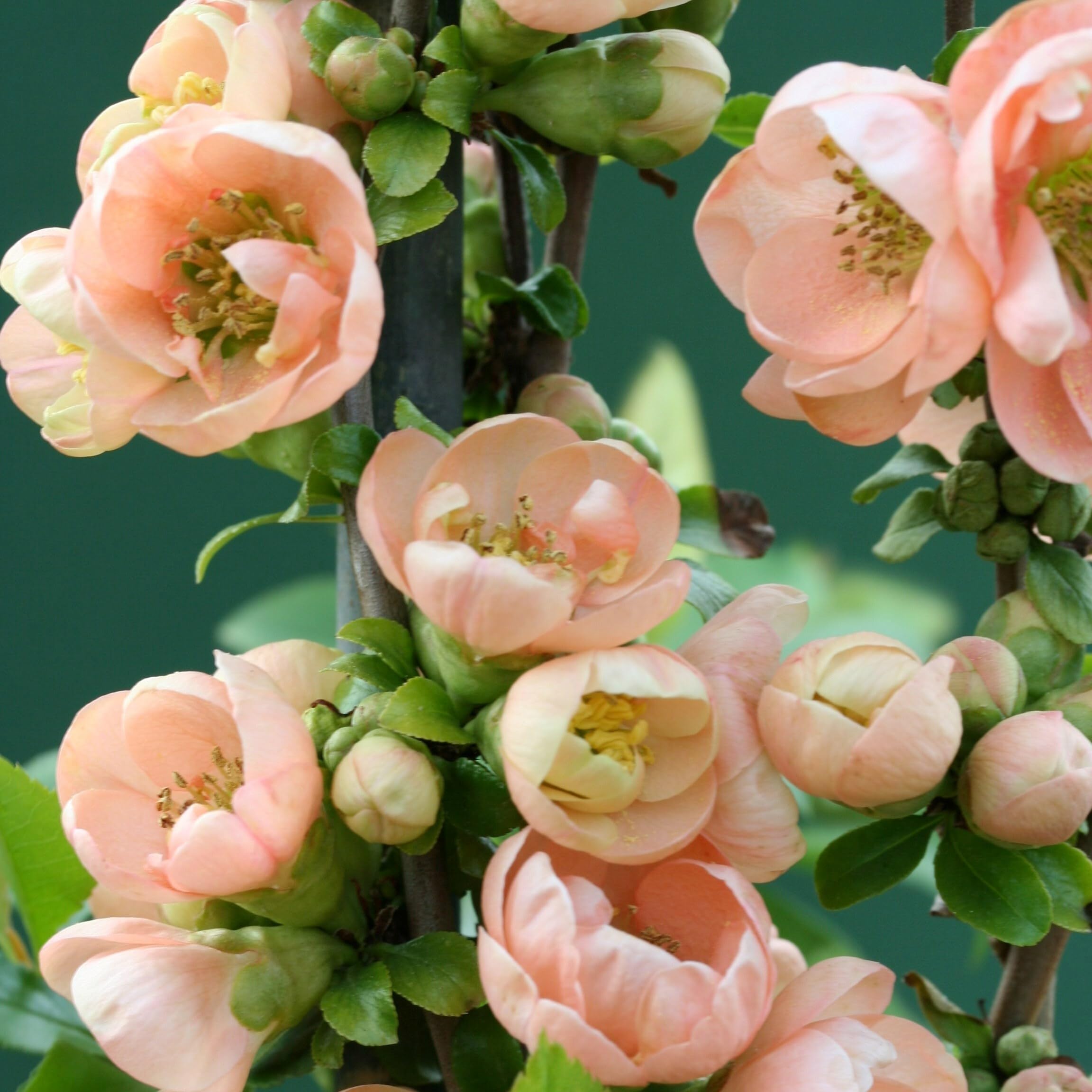 Plant Theory Geisha Girl Flowering Quince Chaenomeles Speciosa Outdoor Shrub Plant 3L Pot