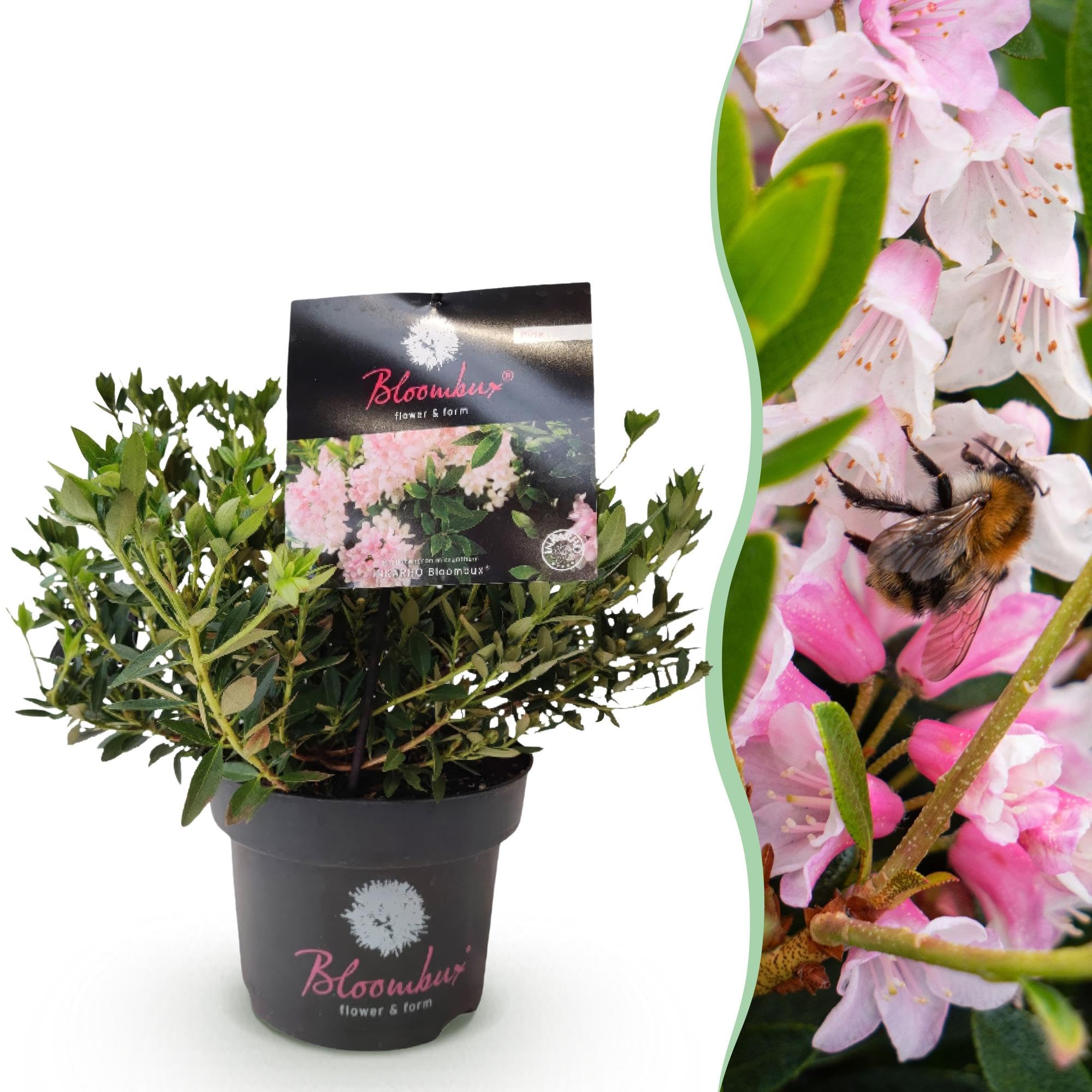 Rhododendron Bloombux Light Pink Zwerg-Rhododendron als 6 Pflanzen 30-40 cm