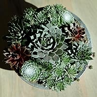 Vista 2 de Altman Plants Planta suculenta viva sempervivum no tóxica, regalo en maceta decorativa de 8 pulgadas, suculentas reales para cultivar, gallinas