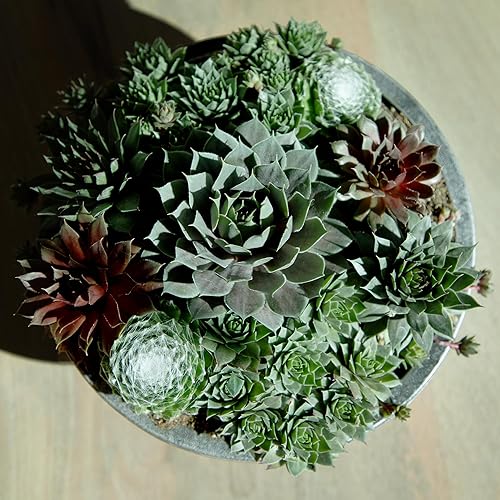 Miniatura 2 de Altman Plants Planta suculenta viva sempervivum no tóxica, regalo en maceta decorativa de 8 pulgadas, suculentas reales para cultivar, gallinas y