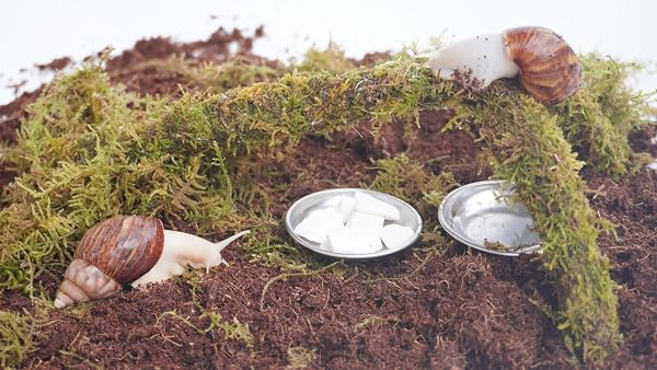 Snail Terrarium Accessory Kit 7PCS, Includes Moisture-Retaining Substrate, Climbing Toy, Cuttlebone Granules, Water and Food Plate, Spray Bottle - 5