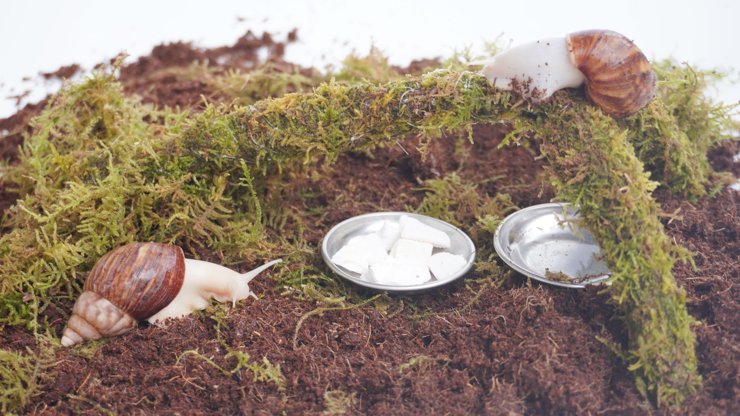 Snail Terrarium Accessory Kit 7PCS, Includes Moisture-Retaining Substrate, Climbing Toy, Cuttlebone Granules, Water and Food Plate, Spray Bottle - 5