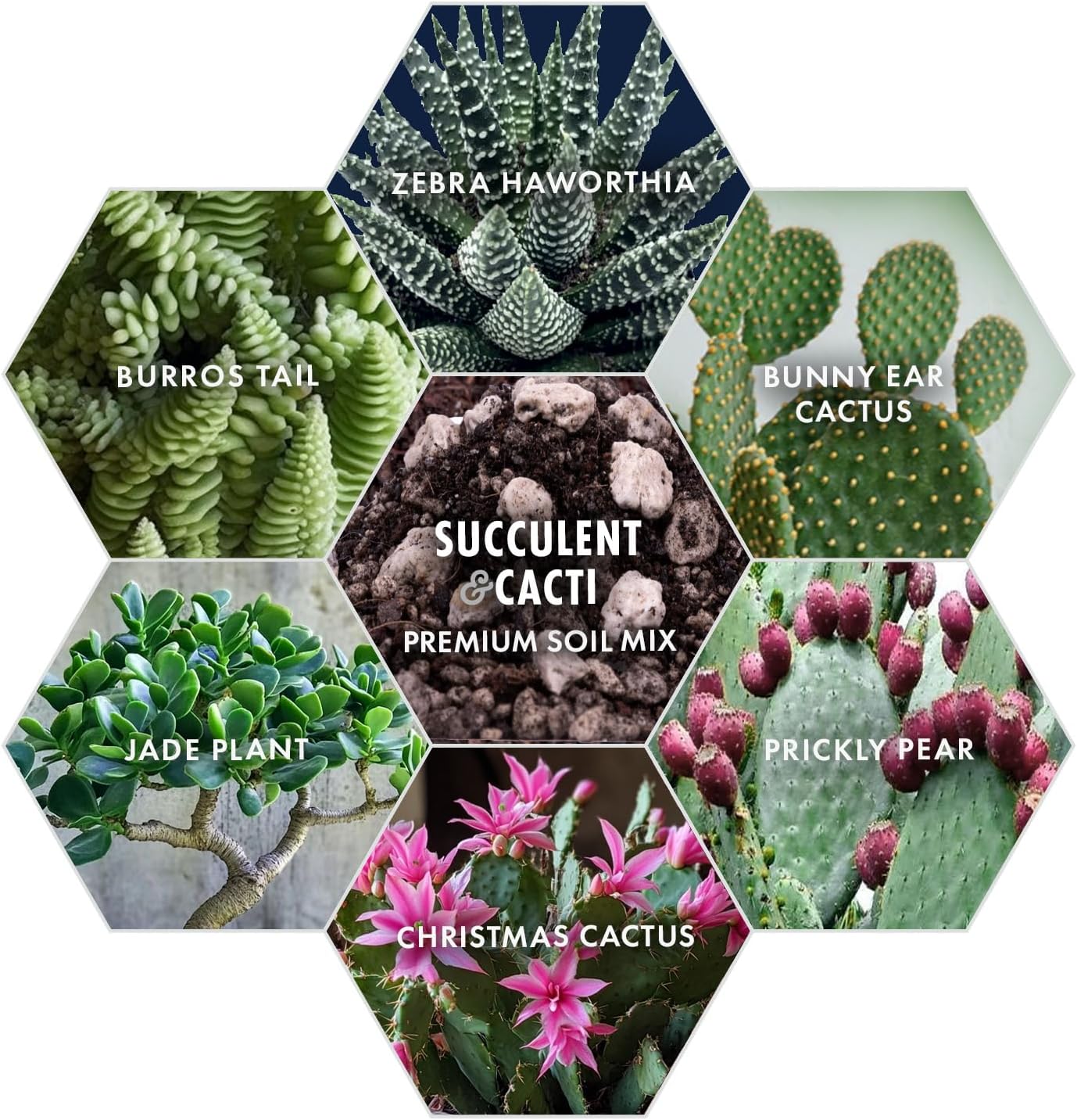 Premium Succulent Soil Mix for Indoor & Outdoor Plants - Fast-Draining Potting Soil for Succulents, Cacti, & Houseplants - Natural Blend with Pumice for Optimal Plant Growth - 4 Quarts - Image 5