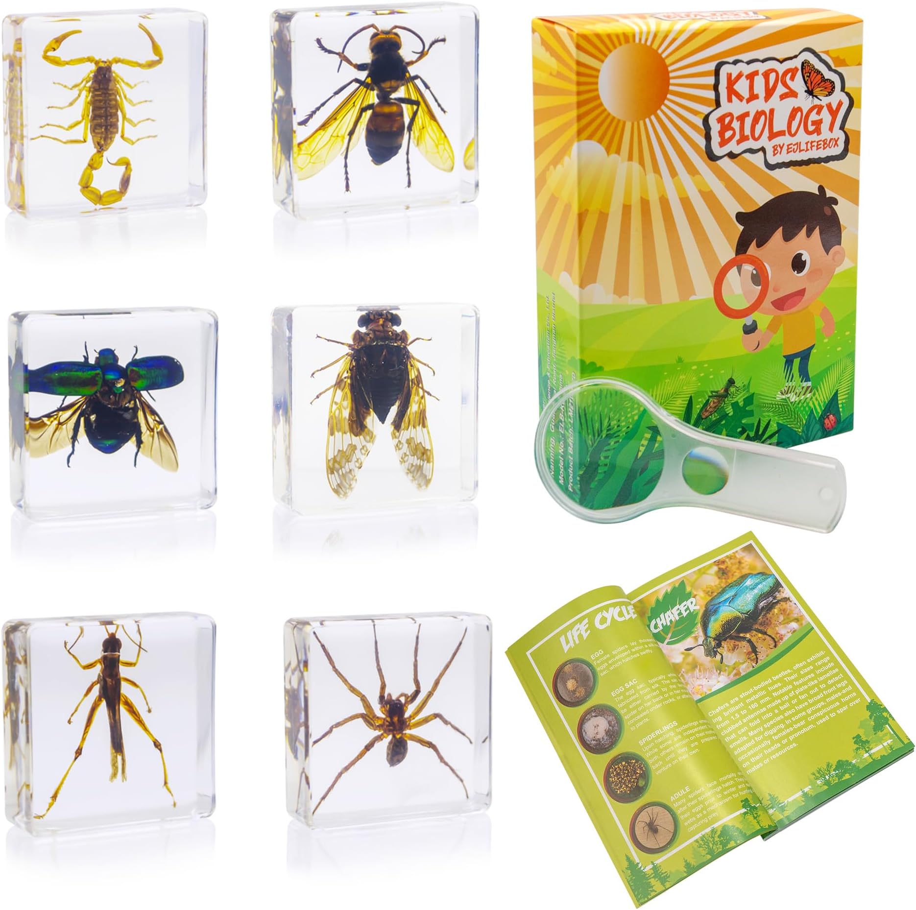 Insect Specimen Set, Bugs Collection Scientific Education Gift for Kids Aged 3-8-12 (Cicada, Wasp, Spider, Scorpion, Locust, Chafer)