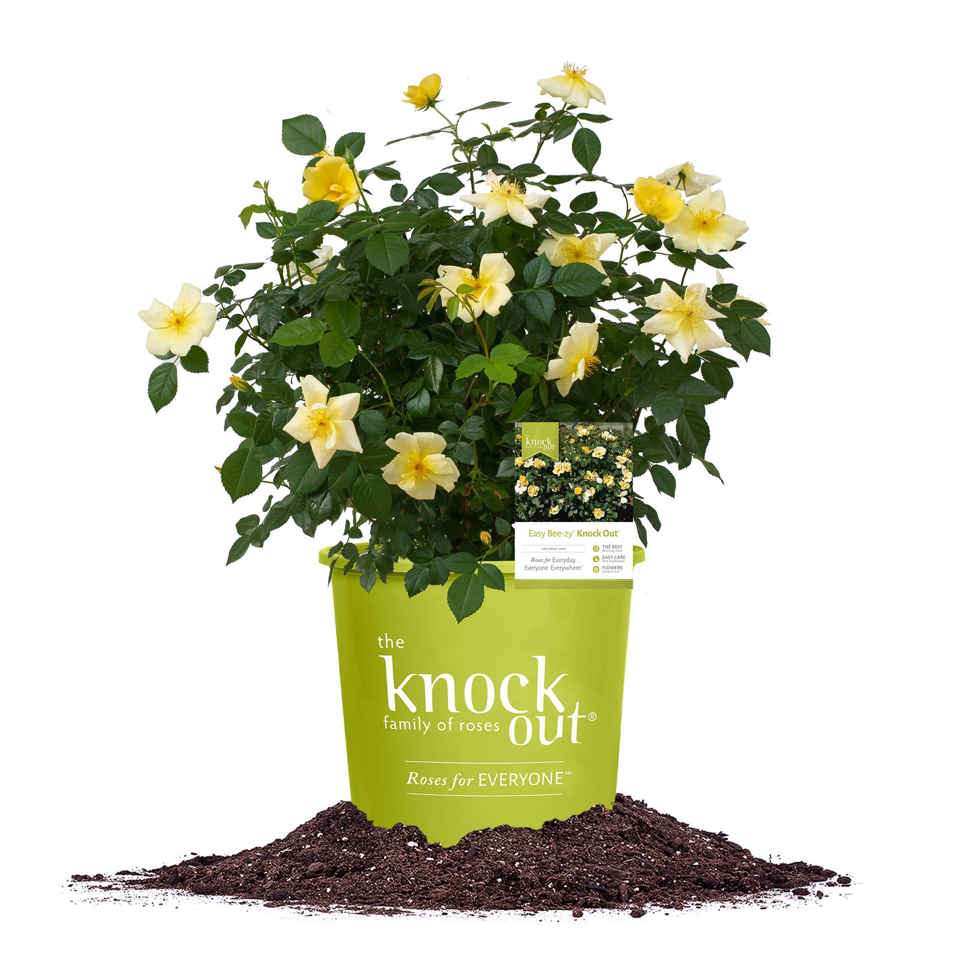 Perfect Plants Easy Bee-zy 1 Gal