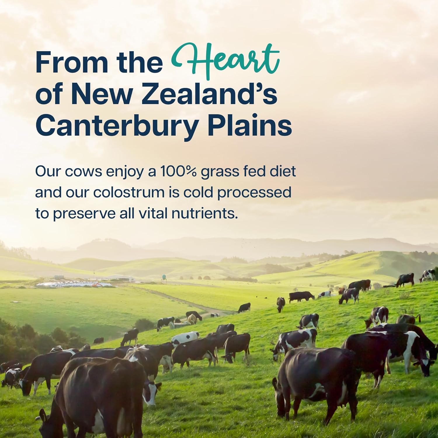 4000mg 800 IgG Grass Fed with Probiotics Bovine Colostrum Powder Supplement for Kids & Adults with Immunoglobulins (132 Grams, Unflavored) - Image 4