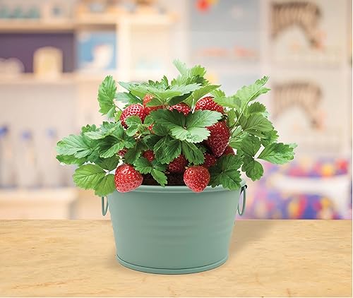 Miniatura 28 de Buzzy Kit de árbol de Navidad de abeto de semillas para cultivar, completo con una mini maceta galvanizada, semillas sin OMG y medio de cultivo
