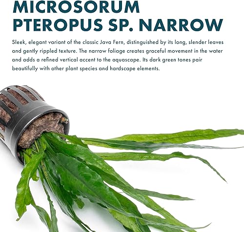 Miniatura 2 de SubsrateSource - Plantas vivas para acuarios, helecho de Java, planta de agua dulce para peceras, apta para principiantes, para luz baja (filipino,