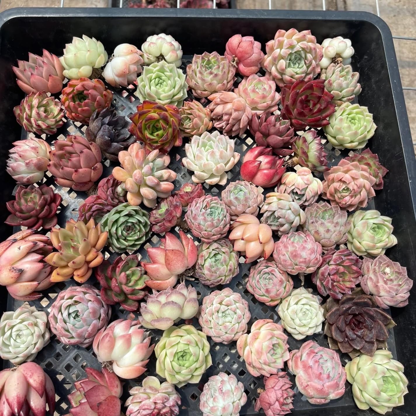 10pcs Colorful Mini Echeveria Cuttings β Vibrant Succulent Heads, Easy Rooting Living Plants, Mixed Rainbow Echeveria for DIY Pots & Gifts