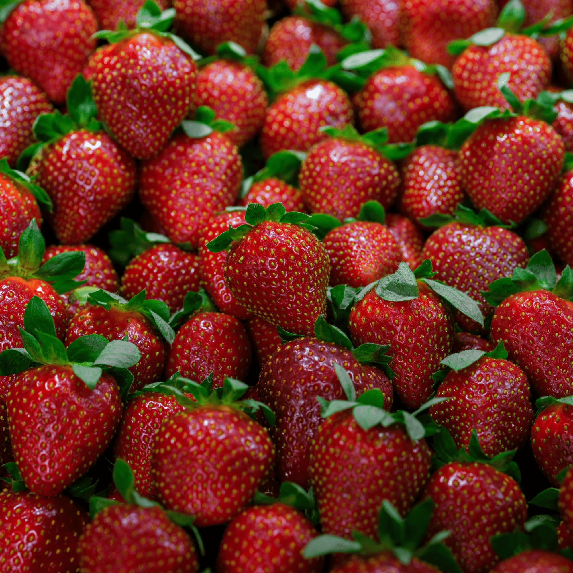 Dickens June Bearing Bare Root Strawberry Plants