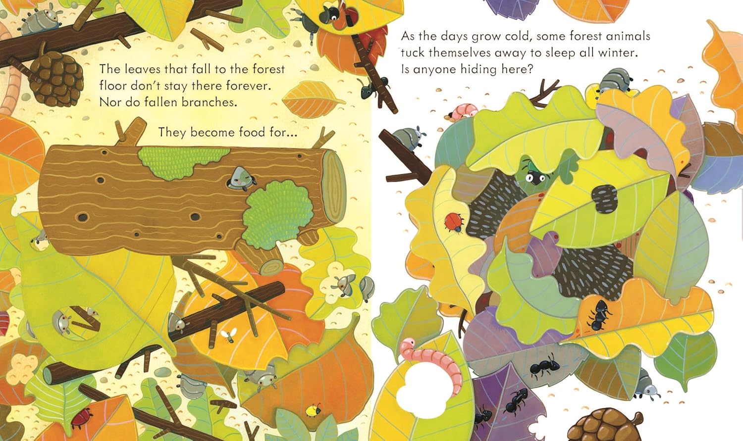 Peek Inside the Forest