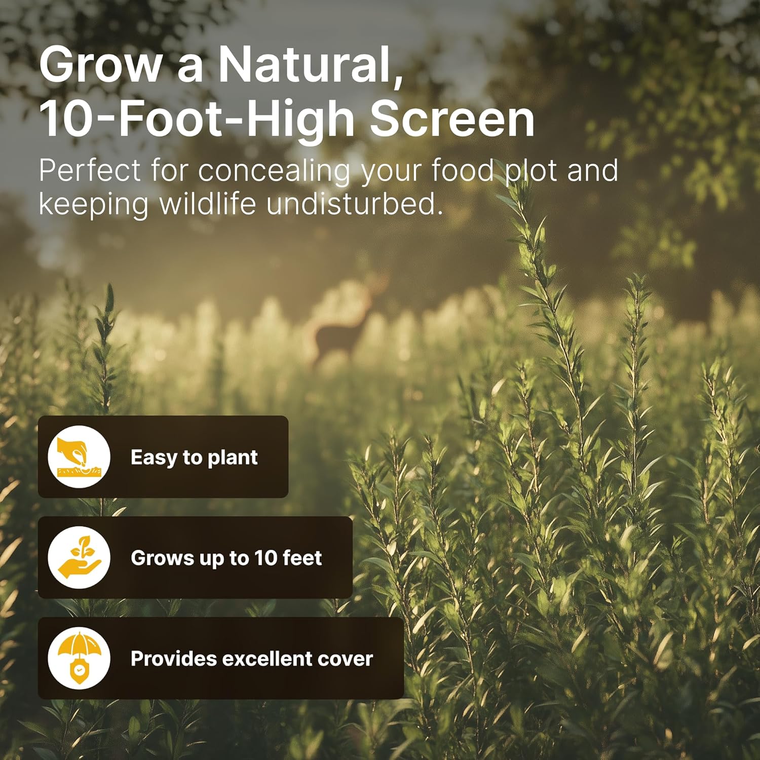 Screening Food Plot Seeds for Deer - Annual Mix - Egyptian Wheat, Sorghum (Grain/Sudangrass) - Spring, Summer & Fall Planting - 3 lbs