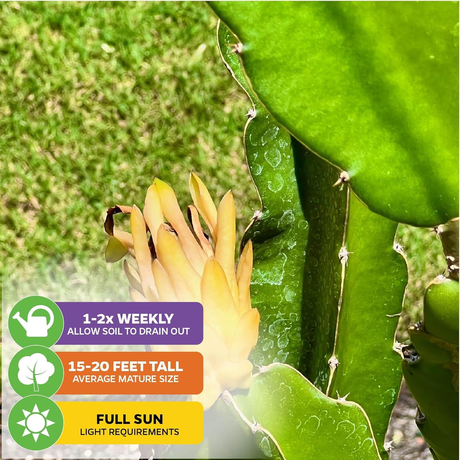 Yellow Dragon Fruit Cactus Live Plant - Selenicereus megalanthus - Wellspring Gardens Starter Plant - Perfect Addition for Home & Garden, Easy to Grow - Ideal for Fruit Plant Enthusiasts (2-Pack)